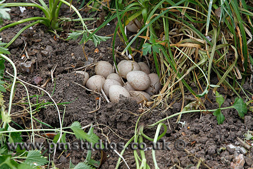 A closer view of the nest