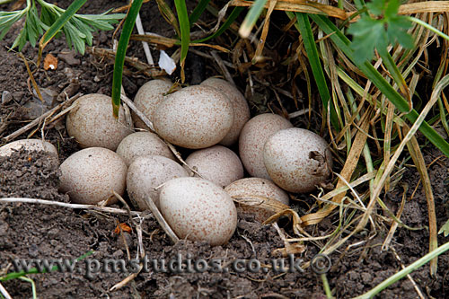 Close-up of the nest