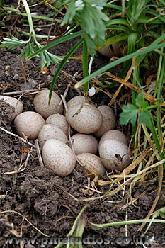 Another close view of the nest