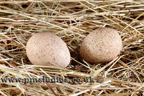 2 eggs laying on hay v1