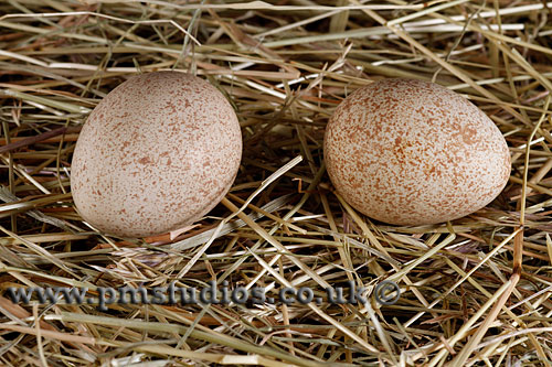 2 eggs laying on hay v2