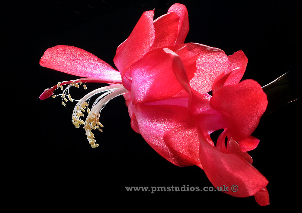 Close-up of a flower