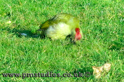 Green woodpecker V1