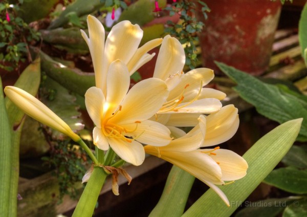 Chivea in a greenhouse