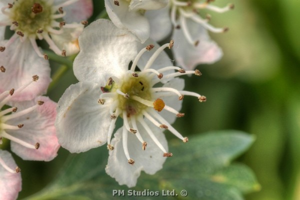 White hawthorn blossom