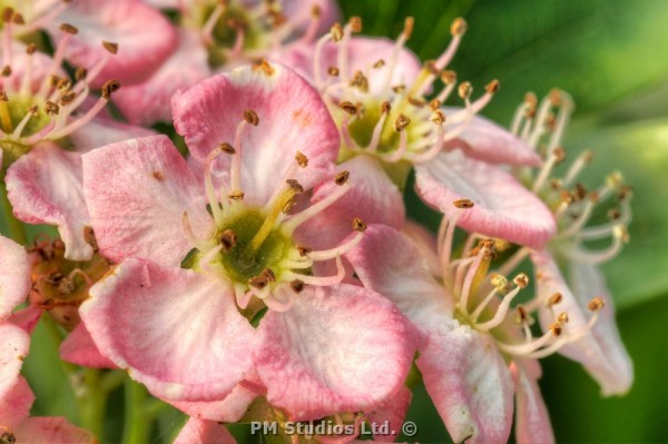 A pink hawthorn blossom