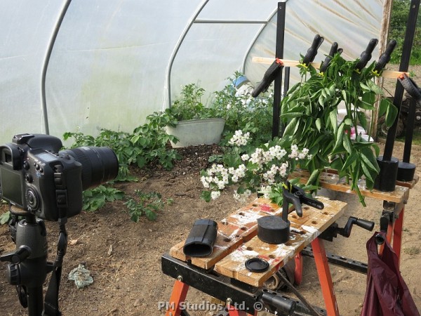 close-up setup in the polytunnel