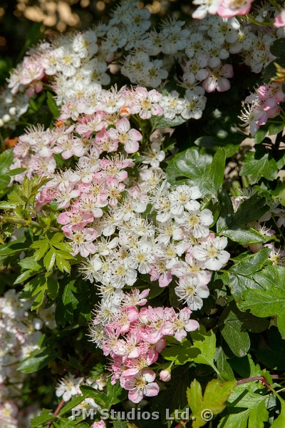 cluster of hawthorn blossom