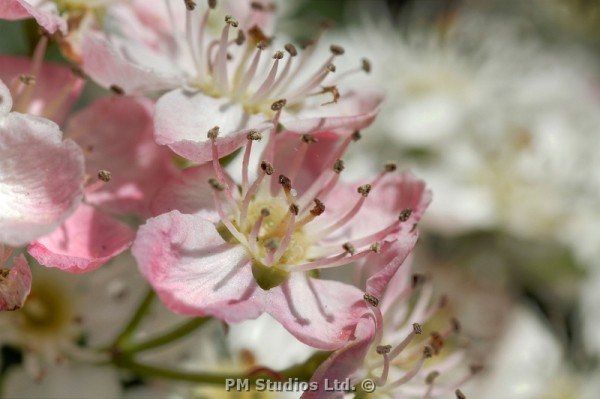 close up pink hawthorn blossom