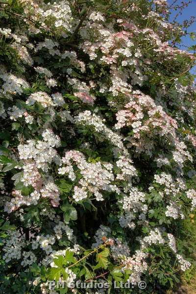 blossom along the hedgerow