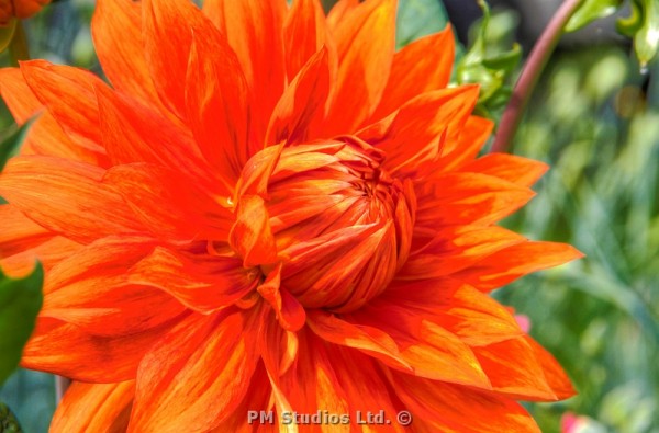 Orange dahlia