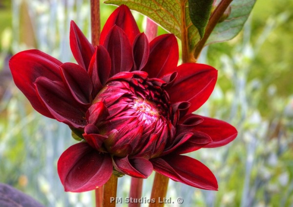 dake red dahlia