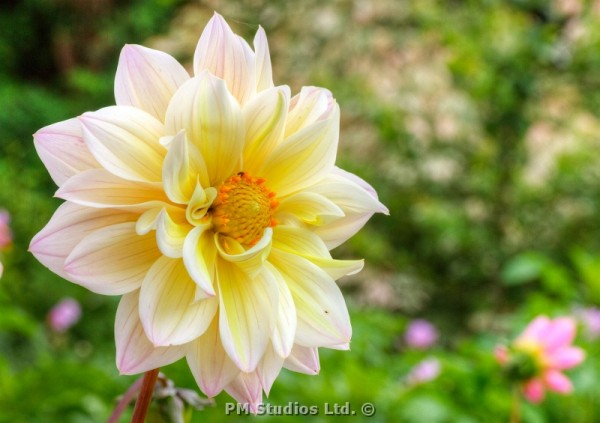 pale yellow dahlia