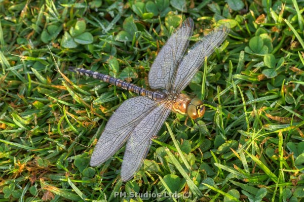 Dragonfly from above