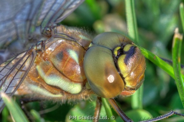 cloase up of the dragonfly