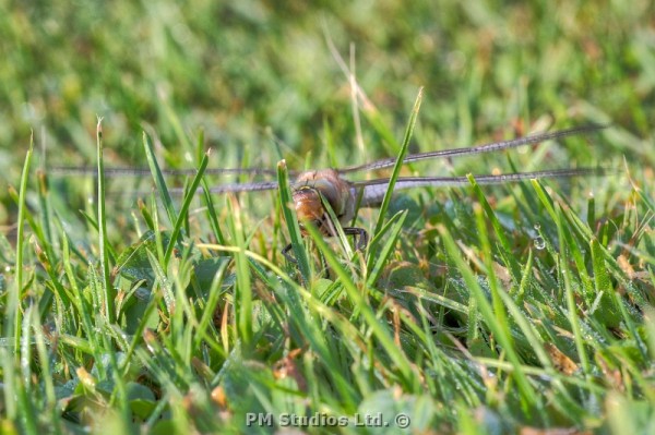 dragonfly warming up