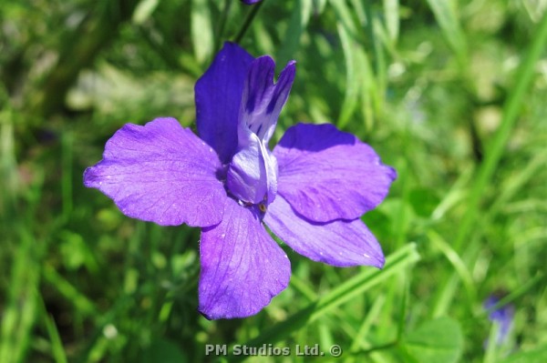 violet flower