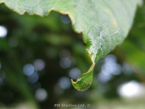 Dew on leaf