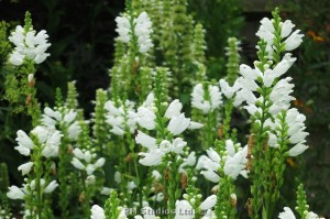 Physostegia (Obedient Plant)