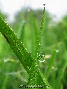 Dew on Grass