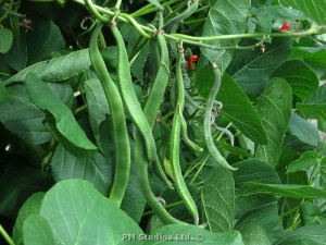 Runner beans