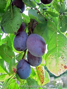 Plums ready for picking