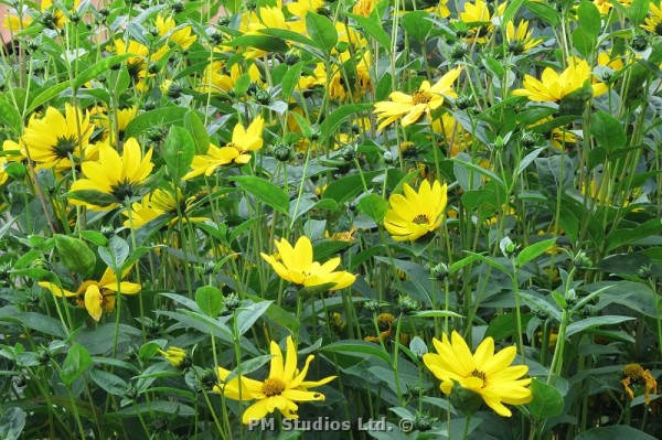 rudbeckia