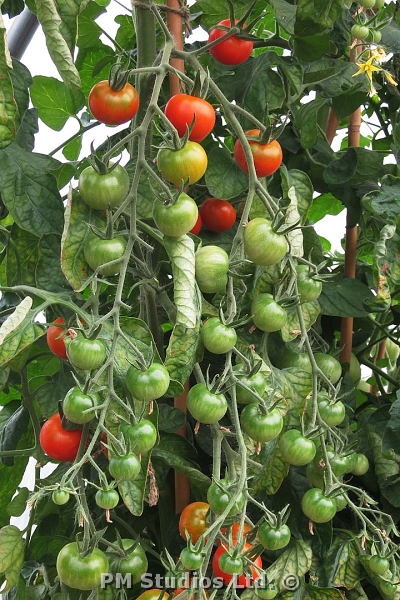 tomatos growing