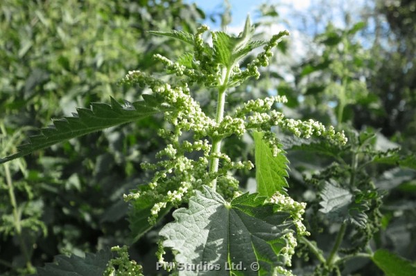 stinging nettles