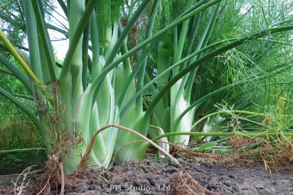 Fennel