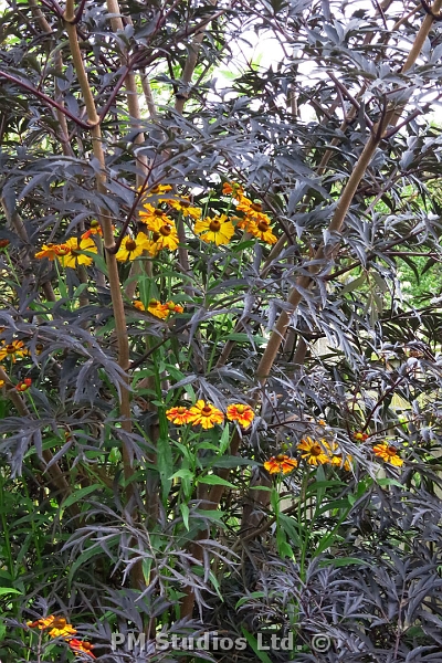 flowers in elderberry