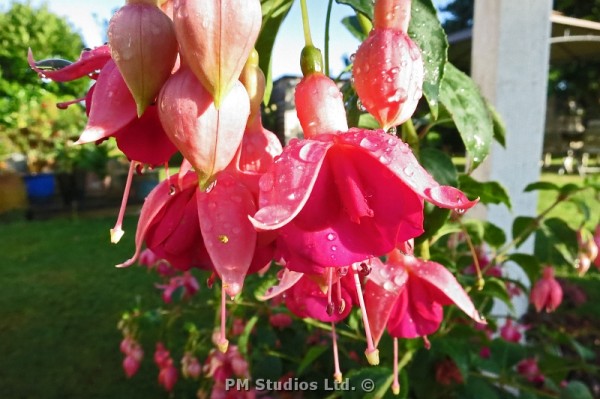 wet fuschia