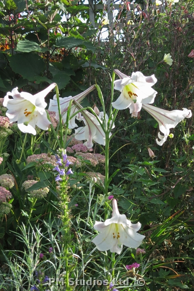 White lily