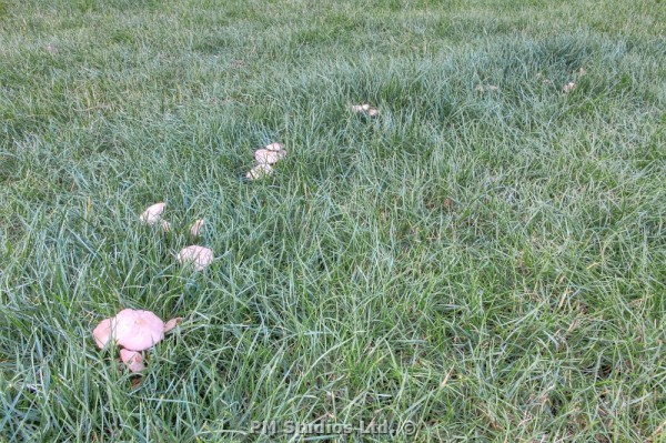 Fairy ring