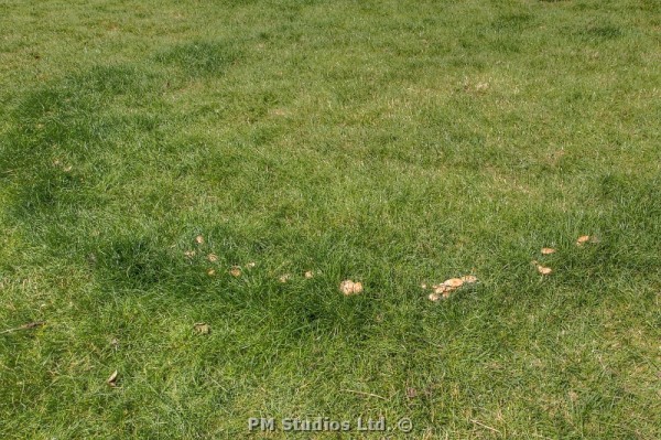 Fairy ring