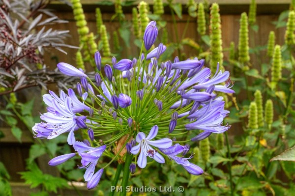 agapanthus