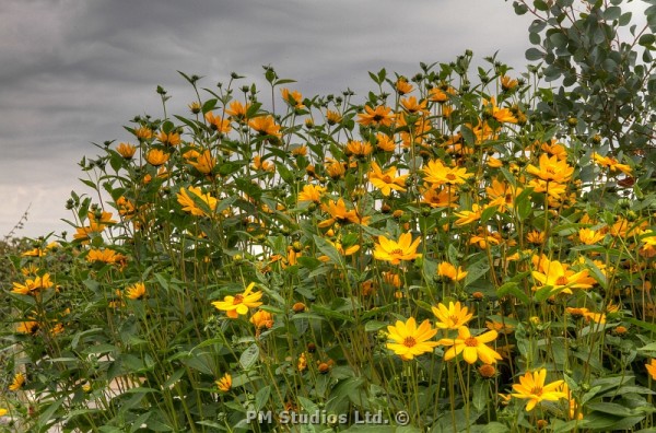 Rudbeckia