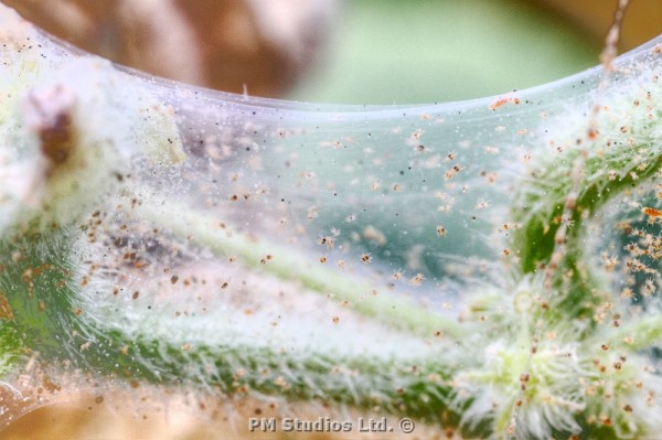 spider mites foring a web sheath