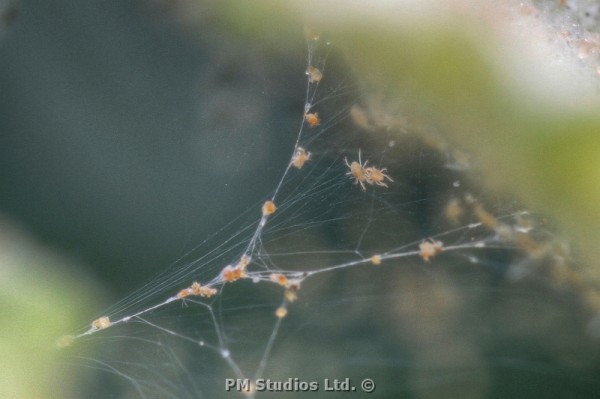 spider mite on a web