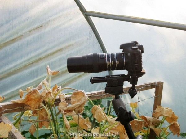 Photographing spider mite