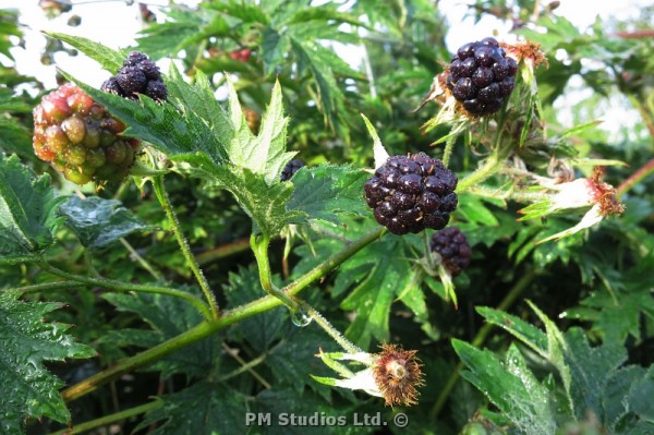 Blackberries