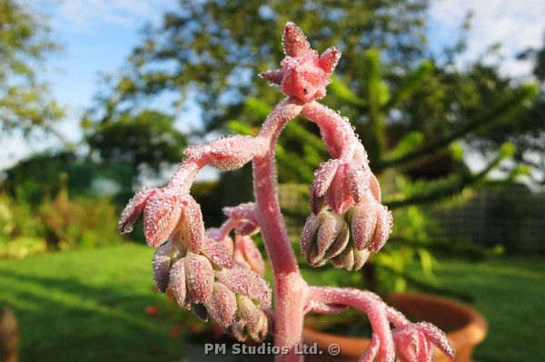 succulent flower