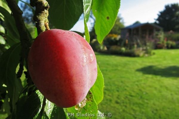 Victoria plum