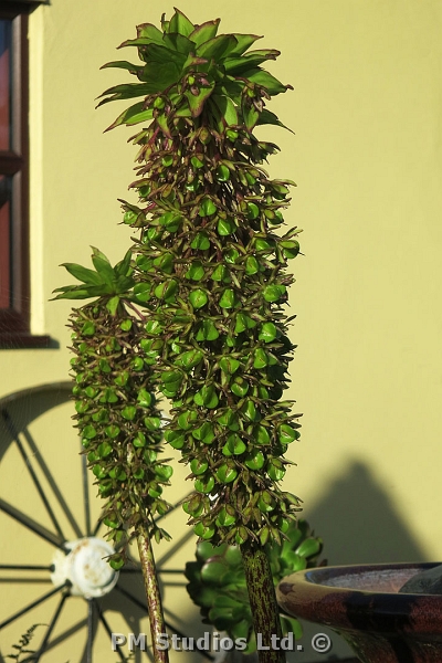 Pineapple flower plant