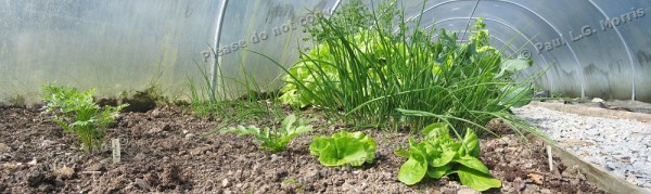 salad crops panoroama