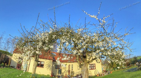 Nearscape - looking up at plum blossom