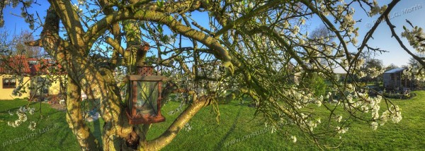 Nearscape: inside a plum tree