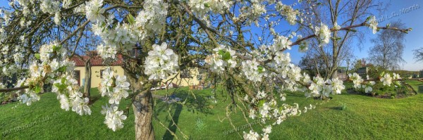 Nearscape plum blossom close in