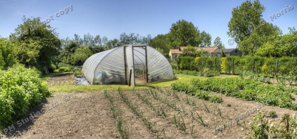 veg garden