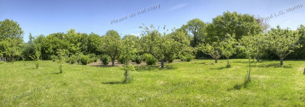 fruit bushes